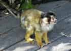 ボリビアリスザルの写真 13